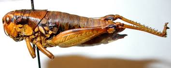 Attēlu rezultāti vaicājumam “Podisma pedestris”