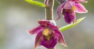 Attēlu rezultāti vaicājumam “Epipactis atrorubens leaf”