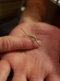 Attēlu rezultāti vaicājumam “Lycogala persicum young”