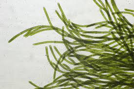 Attēlu rezultāti vaicājumam “Cladophora glomerata”