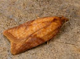 Attēlu rezultāti vaicājumam “Acleris aspersana”