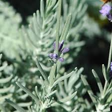 Attēlu rezultāti vaicājumam “Lavandula angustifolia flower”