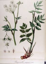 Image result for Pimpinella major