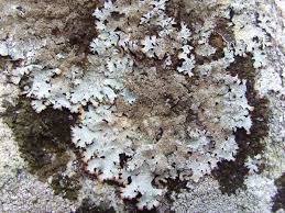 Attēlu rezultāti vaicājumam “Parmelia serrana”