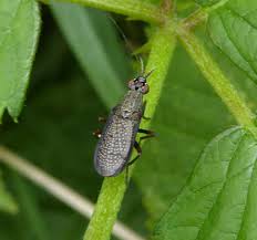 Attēlu rezultāti vaicājumam “Coremacera marginata”