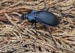 Attēlu rezultāti vaicājumam “Carabus violaceus”