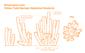 Attēlu rezultāti vaicājumam “Tubifera applanata sessile”
