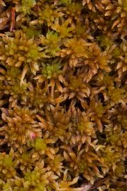 Attēlu rezultāti vaicājumam “Sphagnum fuscum”