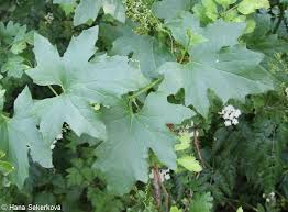 Attēlu rezultāti vaicājumam “Bryonia alba leaf”