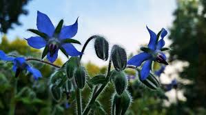 Attēlu rezultāti vaicājumam “Borago officinalis bud”