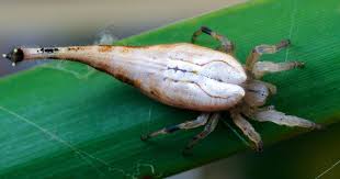 Attēlu rezultāti vaicājumam “Araneidae”