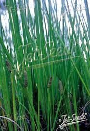 Attēlu rezultāti vaicājumam “Acorus calamus leaf”