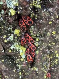 Attēlu rezultāti vaicājumam “Pyrrhocoris apterus imago”