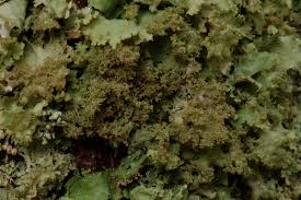 Attēlu rezultāti vaicājumam “Platismatia glauca”