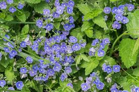 Attēlu rezultāti vaicājumam “Veronica chamaedrys leaf”