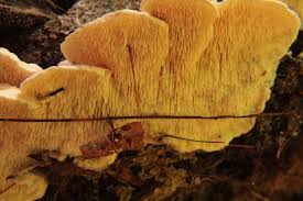 Attēlu rezultāti vaicājumam “Climacodon septentrionalis”