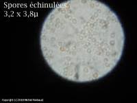 Attēlu rezultāti vaicājumam “Trechispora mollusca”