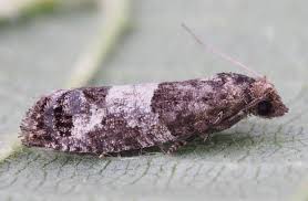 Attēlu rezultāti vaicājumam “Spilonota ocellana”