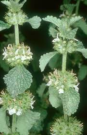 Image result for Marrubium vulgare