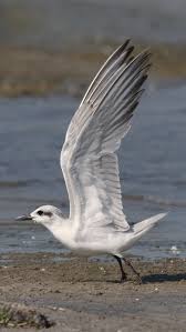 Image result for Gelochelidon nilotica