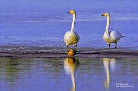 Image result for Cygnus cygnus