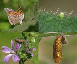 Attēlu rezultāti vaicājumam “Vanessa cardui underside”