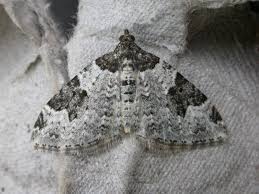 Attēlu rezultāti vaicājumam “Xanthorhoe fluctuata”