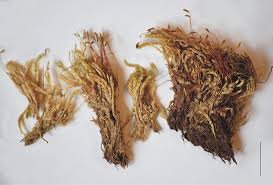 Attēlu rezultāti vaicājumam “Hygrohypnum luridum sporophyte”