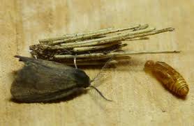 Attēlu rezultāti vaicājumam “Psyche casta larva”