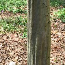 Attēlu rezultāti vaicājumam “Carpinus caroliniana”