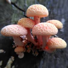 Attēlu rezultāti vaicājumam “Rhodotus palmatus”