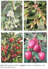 Attēlu rezultāti vaicājumam “Luzula multiflora fruit”