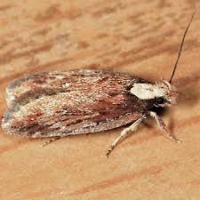 Attēlu rezultāti vaicājumam “Depressaria olerella imago”