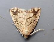 Attēlu rezultāti vaicājumam “Evergestis pallidata”