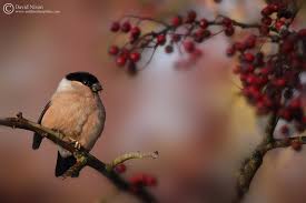 Attēlu rezultāti vaicājumam “Pyrrhula pyrrhula female”