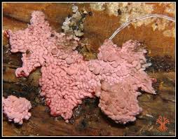 Attēlu rezultāti vaicājumam “Arcyria incarnata”