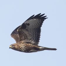 Attēlu rezultāti vaicājumam “Buteo buteo”