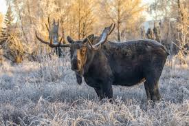 Attēlu rezultāti vaicājumam “Alces alces”