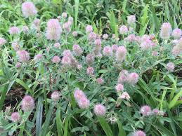 Attēlu rezultāti vaicājumam “Trifolium arvense leaf”