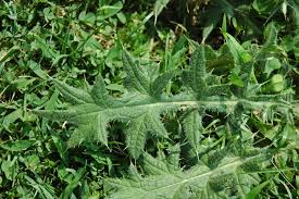 Attēlu rezultāti vaicājumam “Cirsium vulgare leaf”