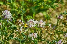 Attēlu rezultāti vaicājumam “Astragalus arenarius leaf”