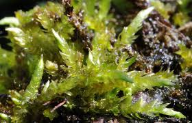 Attēlu rezultāti vaicājumam “Brachythecium rivulare”