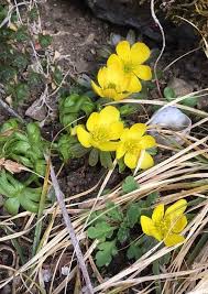 Attēlu rezultāti vaicājumam “Eranthis hyemalis”