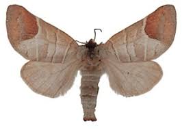 Attēlu rezultāti vaicājumam “Clostera curtula”