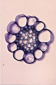 Attēlu rezultāti vaicājumam “Sphagnum sporophyte”