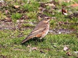Image result for Turdus naumanni