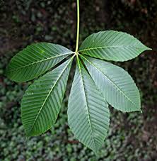 Attēlu rezultāti vaicājumam “Aesculus flava”