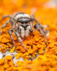 Attēlu rezultāti vaicājumam “Salticus sp.”