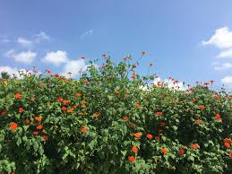 Image result for Tithonia rotundifolia