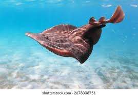 Image result for Torpedo marmorata